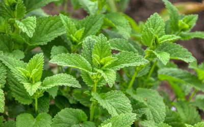 Lemon Balm: A Balm for Anxiety & Depression